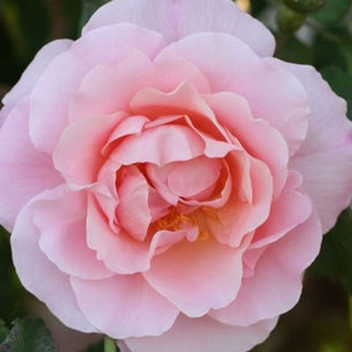 Rozenstruik kopen - Roze - historische roos - zacht geurende roos - Rosa Fritz Nobis® - Wilhelm J.H. Kordes II. - Bleekroze Floribunda roos, eenmalig bloei.
